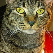 Gibson joined the competition — help win amazing prizes! animal, binder, cat, close_up, curious, domestic_cat, ears, face, feline, fur, indoor, looking, notes, paper, pet, tabby, table, whiskers, writing, yellow_eyes