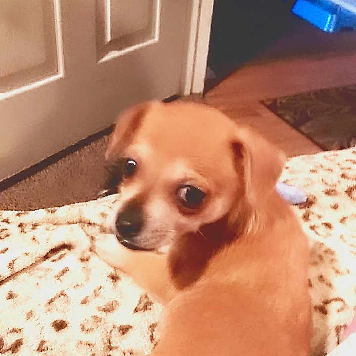 Chipper joined the competition — help win amazing prizes! canidae, carnivore, chihuahua, companion_dog, dog, dog_breed, ear, eye, fawn, mammal, nose, puggle, puppy, puppy_love, skin, snout, sporting_group, vertebrate, whiskers