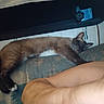 My Baby joined the competition — help win amazing prizes! cat, siamese_cat, sleeping, lying_down, pet, feline, animal, couch, sofa, cushion, blanket, indoors, home, relaxed, brown_fur, dark_tail, white_paws, patterned_fabric, resting, photograph