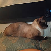 My Baby joined the competition — help win amazing prizes! cat, siamese_cat, pet, animal, feline, lying_down, couch, sofa, upholstery, patterned_fabric, indoors, home, furniture, desk, computer_setup, black_and_brown, blue_eyes, tail, relaxed, portrait