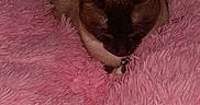 My Baby is registered to the contest to win money with this photo: cat, siamese_cat, sleeping, curled_up, pet, feline, pink_blanket, furry, indoor, cozy, relaxed, collar, pendant, brown_fur, dark_face, pointed_ears, portrait, soft_texture, top_view, cute