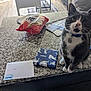 Snickers is registered to the contest to win money with this photo: bag, blue_collar, cat, chair, chips, collar, countertop, curious, domestic_animal, envelope, feline, floor, front_paws, indoor, mail, package, pet, table, tuxedo_cat, whiskers