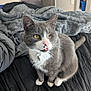 Snickers joined the competition — help win amazing prizes! animal, bed, blanket, cat, collar, cozy, cute, domestic_animal, feline, fur, gray_cat, indoor, one_eye_closed, pet, quilt, sitting, tag, tongue_out, whiskers, white_paws