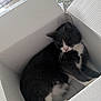 cat, tuxedo_cat, box, cardboard, indoor, pet, animal, resting, feline, whiskers, black_and_white, cute, cozy, relaxed, floor, home, domestic, one_eye_closed, lying_down, curious