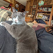 Snickers joined the competition — help win amazing prizes! cat, gray_cat, white_paws, pet, indoor, couch, plaid_cushion, wood_paneling, bookshelf, globe, relaxed, lap, feline, cozy, home, person_partial, casual, fur, whiskers, domestic_cat