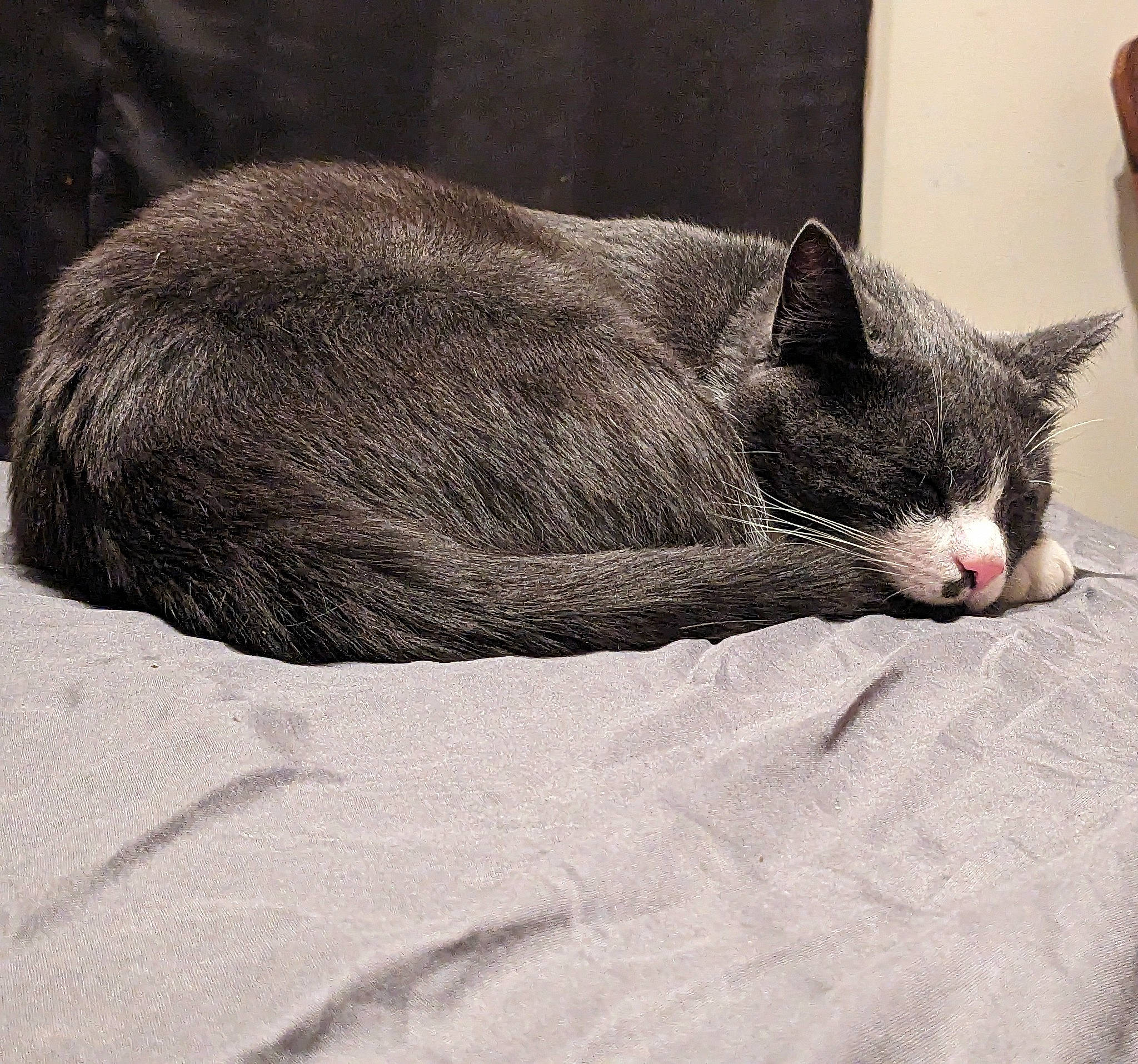 Snickers is registered to the contest to win money with this photo: black_cat, carmine, carnivore, cat, cat_supply, claw, comfort, domestic_short_haired_cat, felidae, fur, grey, linens, nap, paw, sleep, small_to_medium_sized_cats, snout, tail, terrestrial_animal, whiskers