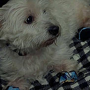 Champ joined the competition — help win amazing prizes! dog, white_dog, fluffy, pet, animal, blanket, checkered_pattern, indoor, cozy, fur, resting, lying_down, close_up, cute, companion, domestic_animal, sleepy, collar, soft_texture, relaxed