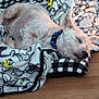dog, sleeping, blanket, white_dog, collar, floor, cozy, nap, pet, fur, indoor, rest, cute, ears, relaxing, animal, domestic, comfort, quiet, peaceful