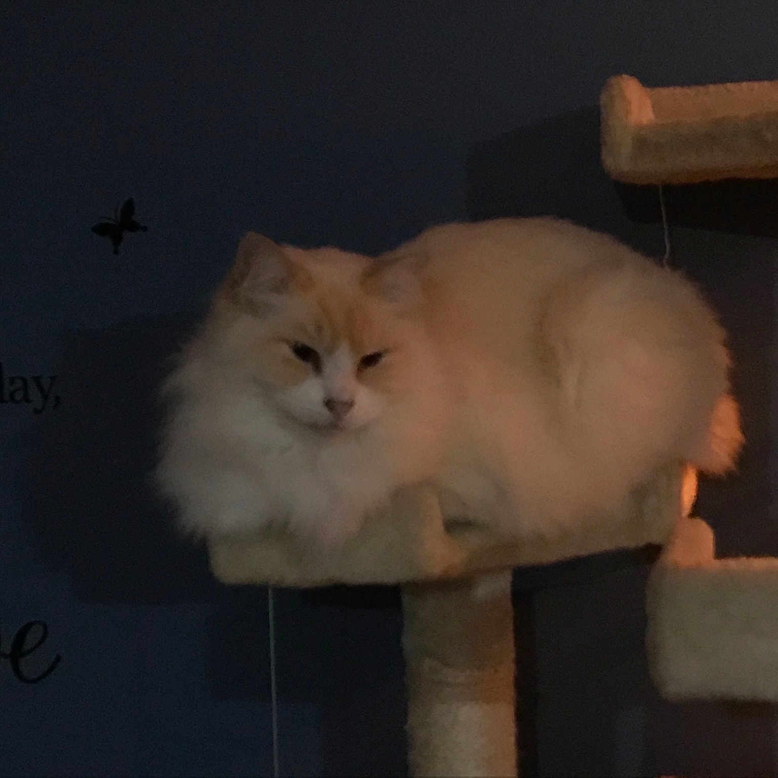 Puss joined the competition — help win amazing prizes! carnivoran, cat, cat_like_mammal, dog_breed_group, kitten, mammal, persian, ragdoll, small_to_medium_sized_cats, snout, vertebrate, whiskers