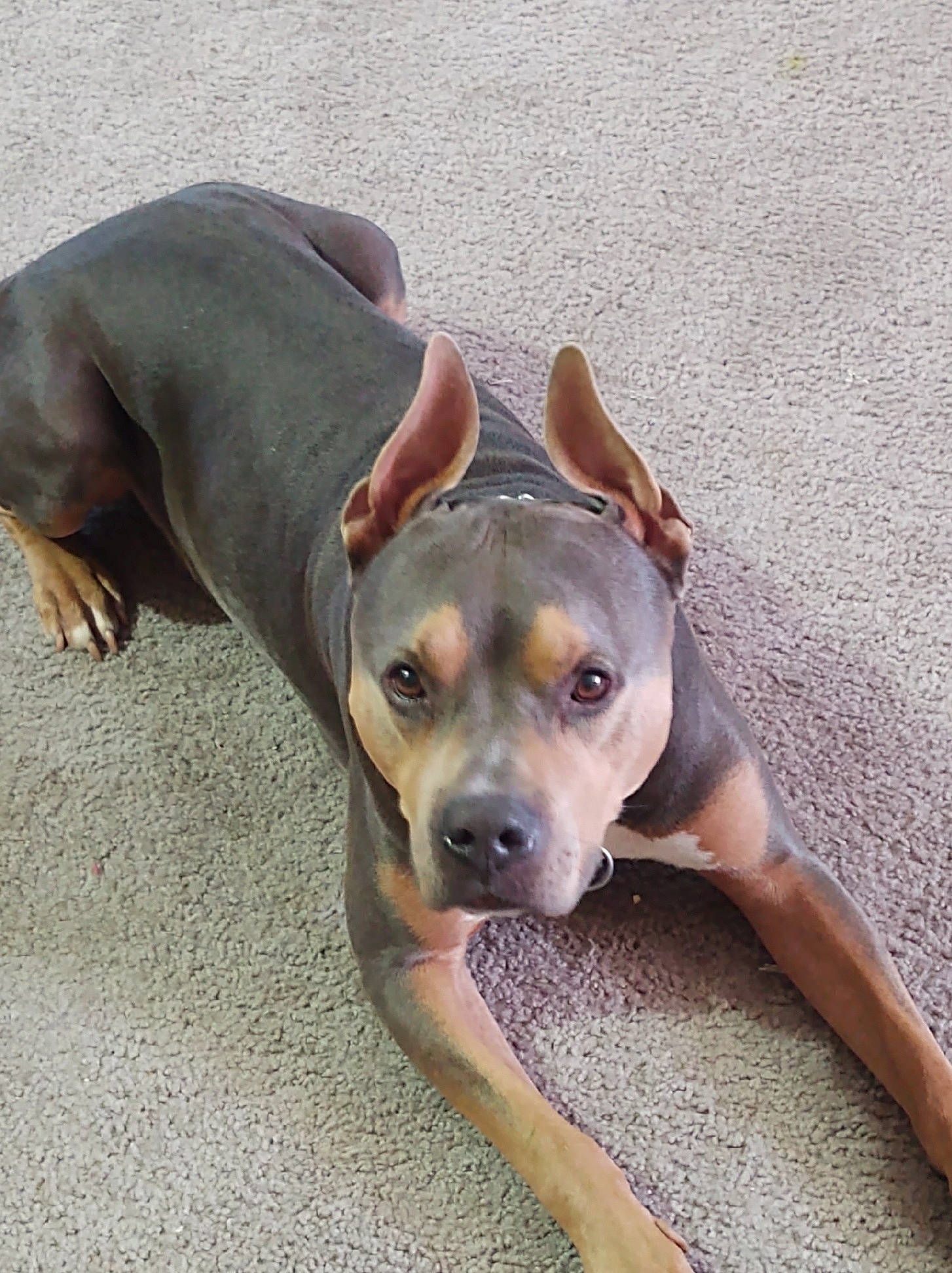 Bubba joined the competition — help win amazing prizes! canidae, carnivore, companion_dog, dog, dog_breed, fawn, guard_dog, hunting_dog, non_sporting_group, paw, snout, sporting_group, terrestrial_animal, whiskers, working_animal, working_dog