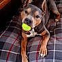 animal, bed, blanket, brown_coat, cozy, dog, ears, furniture, indoor, looking_at_camera, nails, paws, pet, pitbull, plaid, playing, portrait, snout, tennis_ball, white_chest