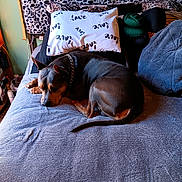 Bubba is registered to the contest to win money with this photo: bed, black, blanket, brown, canine, chain_collar, comfort, cozy, dog, fur, furniture, home, indoor, leopard_print, pet, pillow, relaxation, resting, sleeping, soft_texture