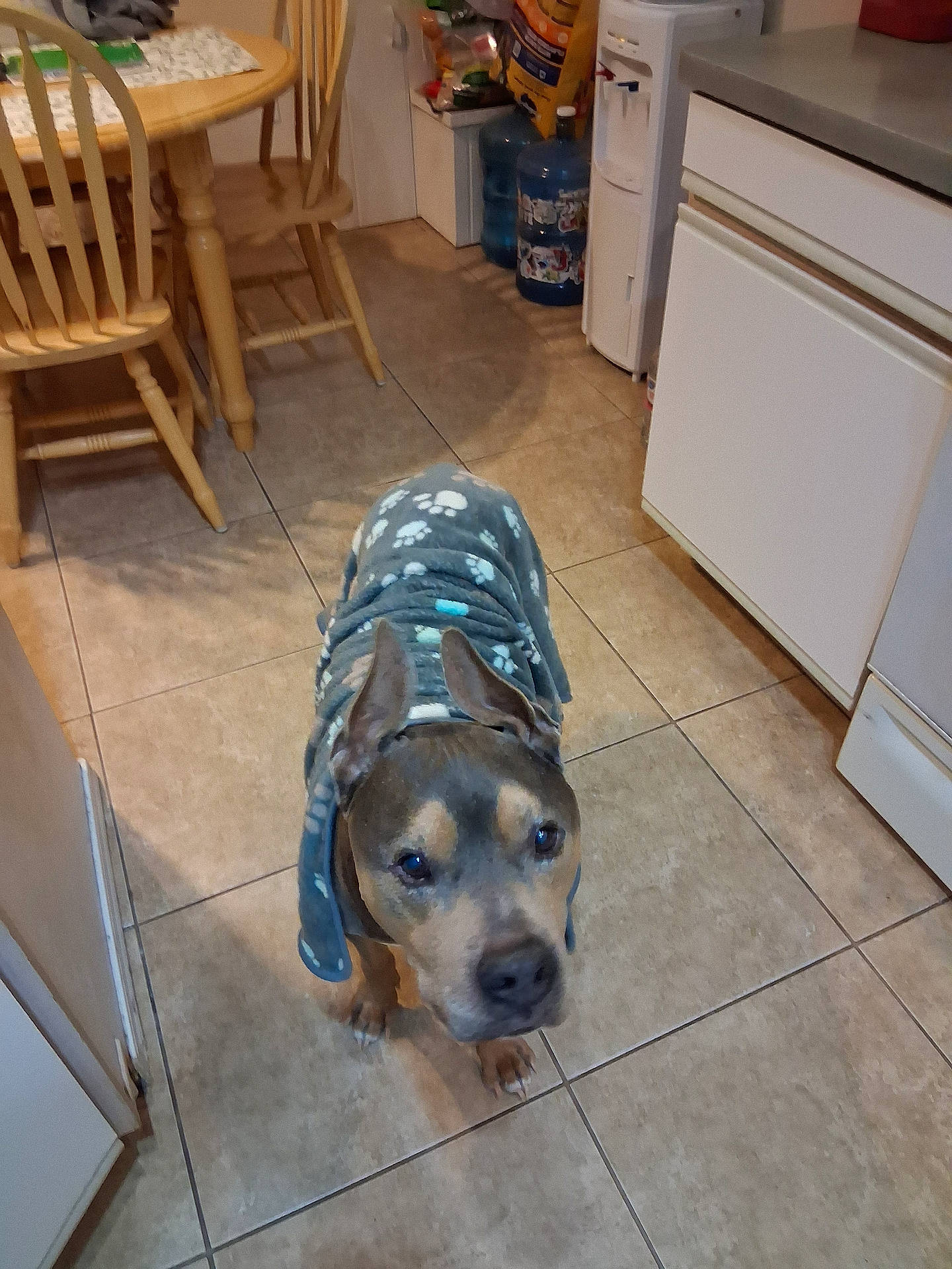 appliance, blanket, cabinet, countertop, cute, dining_table, dog, ears, gray_muzzle, home, indoor, kitchen, looking_up, paws, pet, portrait, tile_floor, water_dispenser, water_jugs, wooden_chair