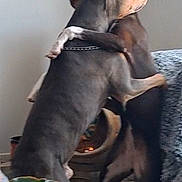 Bubba is registered to the contest to win money with this photo: animal, blanket, carpet, collar, companionship, couch, cozy, dog, dogs, ears, hug, indoor, living_room, paws, pets, plant, playful, portrait, standing, wall