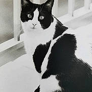 Lewis a rejoint le concours — aidez-le/la à gagner de superbes lots ! cat, black_and_white, animal, pet, feline, sitting, balcony, railing, fur, whiskers, portrait, looking, outdoor, curious, cute, domestic_cat, mammal, close_up, eyes, nose