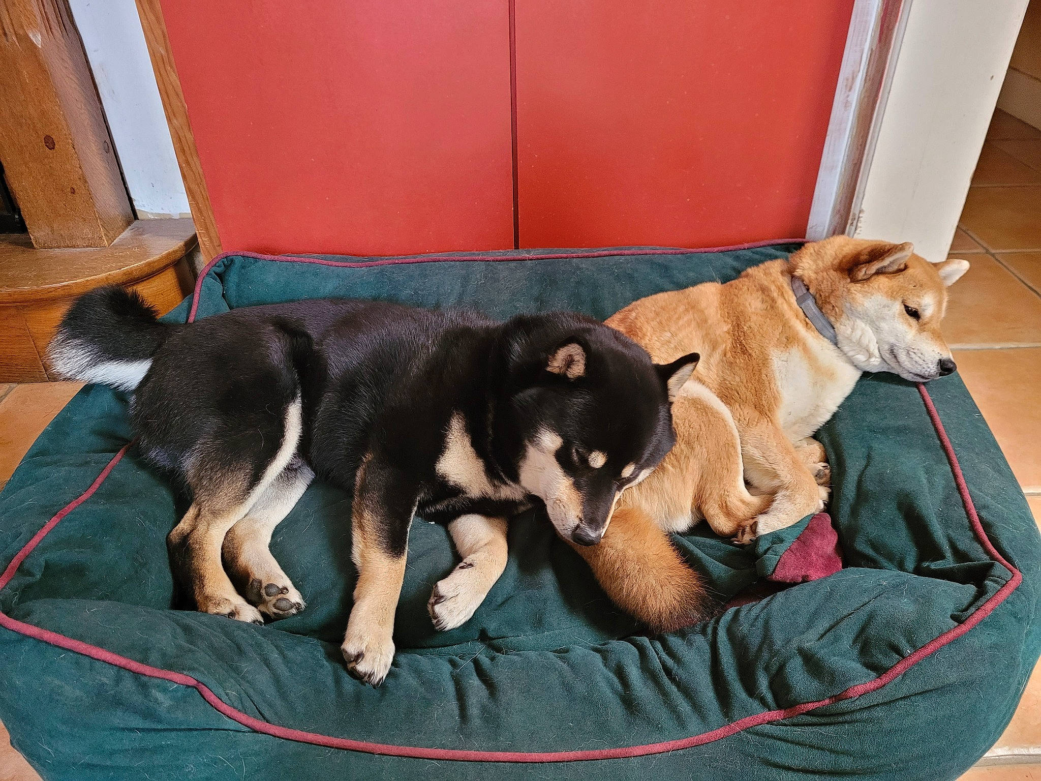 Patronus participe au concours pour gagner de l'argent avec cette photo : canidae, carnivore, comfort, companion_dog, couch, dog, dog_breed, dog_supply, fawn, flooring, hardwood, house, pet_supply, room, sporting_group, studio_couch, tail, working_animal, working_dog