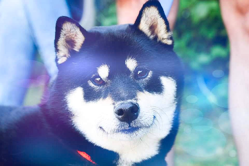 Patronus participe au concours pour gagner de l'argent avec cette photo : ancient_dog_breeds, art, canidae, canis, carnivore, companion_dog, dog, dog_breed, electric_blue, eye, fur, non_sporting_group, sled_dog, snout, stairs, terrestrial_animal, tree, whiskers, wildlife, working_dog