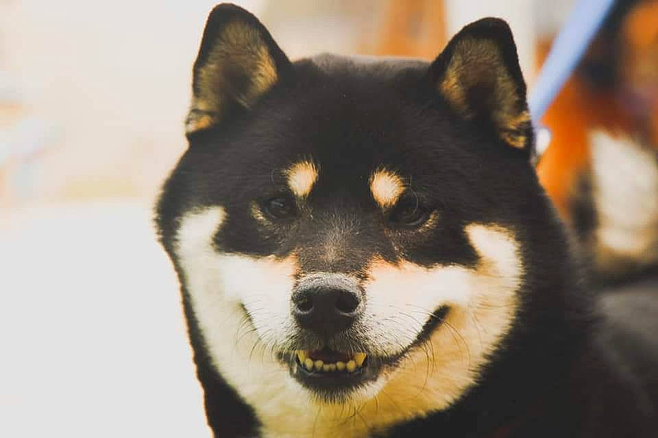 Patronus a rejoint le concours — aidez-le/la à gagner de superbes lots ! ancient_dog_breeds, art, canidae, canis, carnivore, companion_dog, dog, dog_breed, fur, non_sporting_group, sled_dog, snout, sporting_group, terrestrial_animal, whiskers, wildlife, wolf, working_animal, working_dog