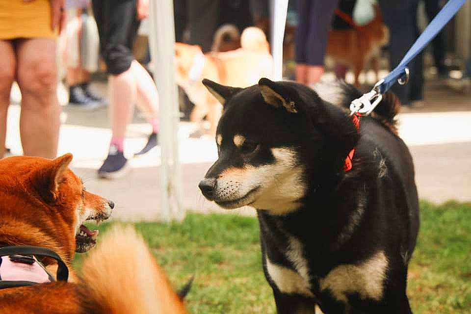 Patronus participe au concours pour gagner de l'argent avec cette photo : carnivore, collar, companion_dog, dog, dog_breed, dog_supply, event, fashion_accessory, fawn, fur, grass, leash, leg, plant, shorts, snapshot, snout, sporting_group, street_fashion, working_animal