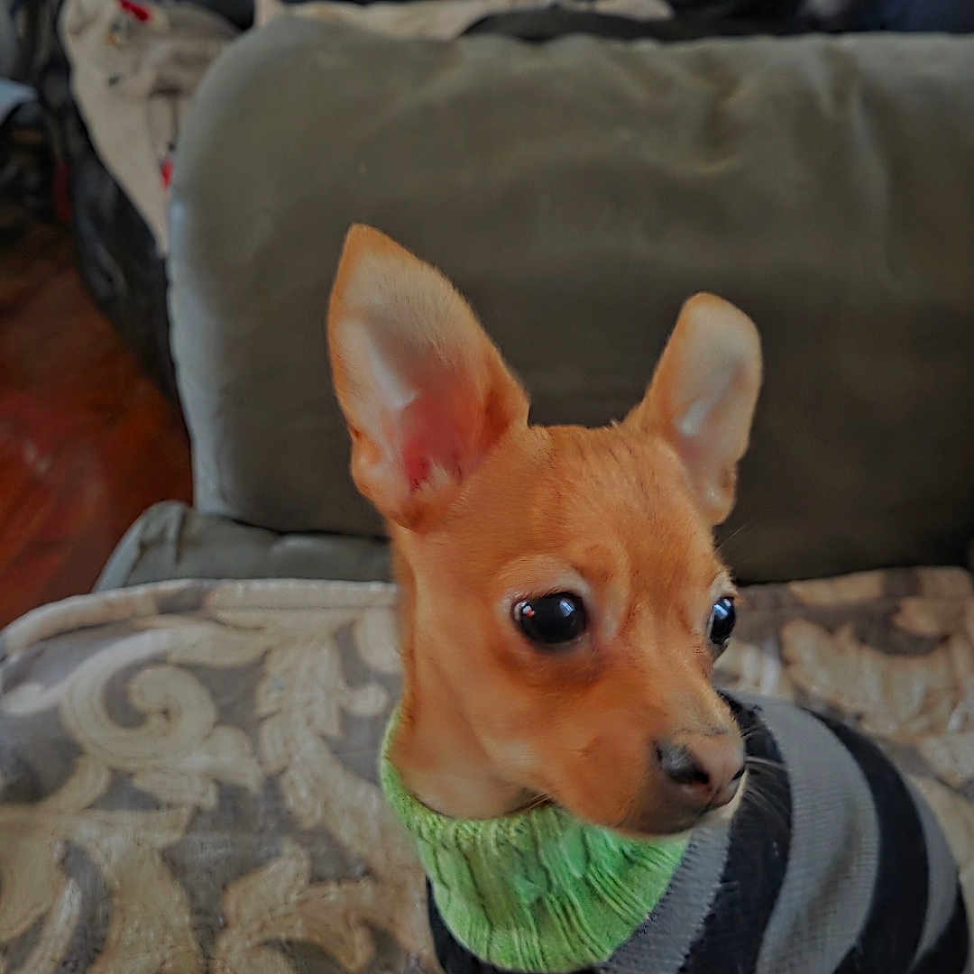 Oliver