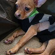Oliver joined the competition — help win amazing prizes! blanket, brown_dog, canine, comfortable, companion, cozy, cute, dog, domestic_animal, ears, fur, indoor, lying_down, pet, puppy, resting, small_dog, striped_sweater, sweater, young_animal