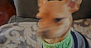 Oliver is registered to the contest to win money with this photo: animal, blanket, blurred, brown, canine, comfort, couch, cozy, cute, dog, fabric, furniture, home, indoor, living_room, pattern, pet, seated, small_dog, sweater