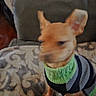 animal, blanket, blurred, brown, canine, comfort, couch, cozy, cute, dog, fabric, furniture, home, indoor, living_room, pattern, pet, seated, small_dog, sweater