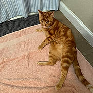 Cooper is registered to the contest to win money with this photo: baseboard, bathroom, cat, curtain, ears, feline, floor, indoor, lying_down, orange_tabby, paw, pet, pink_towel, relaxed, striped_curtain, tabby, tail, towel, wall, whiskers