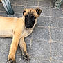 Raybon participe au concours pour gagner de l'argent avec cette photo : puppy, dog, lying_down, black_muzzle, curious, tile_floor, outdoor, young_dog, canine, pet, resting, brown_fur, paws, ears, face, animal, companion, cute, relaxed, looking