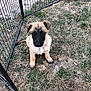 Raybon a rejoint le concours — aidez-le/la à gagner de superbes lots ! puppy, dog, grass, fence, outdoor, young, animal, pet, cute, canine, brown, black, sitting, ears, tail, nature, playpen, fur, adorable, looking_up