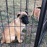 Raybon a rejoint le concours — aidez-le/la à gagner de superbes lots ! puppy, dog, fence, grass, outdoor, pet, animal, brown_fur, black_muzzle, young_dog, playpen, nature, curious, sitting, sniffing, daylight, metal_fence, field, canine, cute