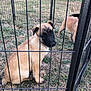 puppy, dog, fence, grass, outdoor, pet, animal, brown_fur, black_muzzle, young_dog, playpen, nature, curious, sitting, sniffing, daylight, metal_fence, field, canine, cute