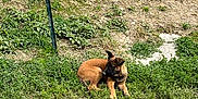 Raybon participe au concours pour gagner de l'argent avec cette photo : dog, puppy, grass, outdoor, nature, fence, dirt, greenery, pet, animal, young_dog, lying_down, pavement, side_view, alert, brown_dog, black_snout, metal_pole, wire_fence, vegetation