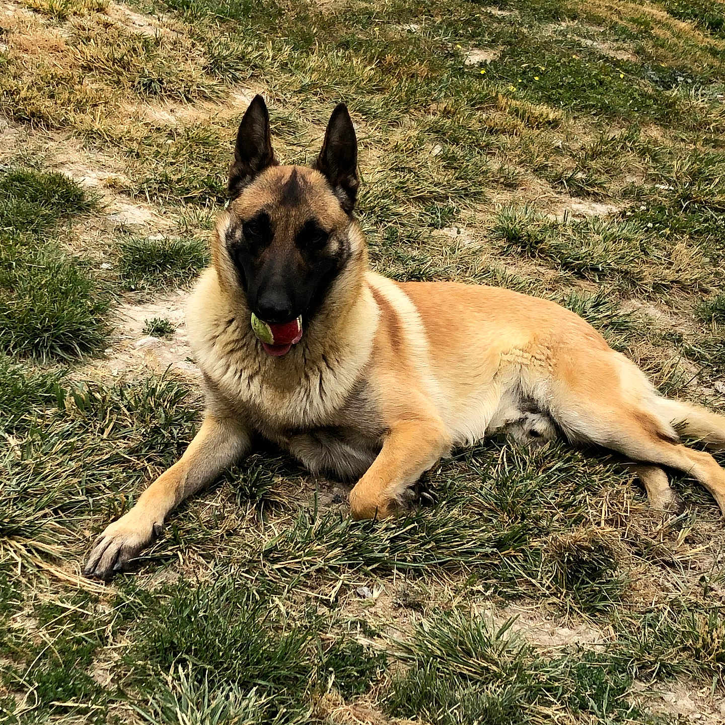 Raybon a rejoint le concours — aidez-le/la à gagner de superbes lots ! alert, animal, belgian_malinois, canine, daytime, dog, ears, field, fur, grass, lying_down, mouth, nature, outdoor, pet, playing, relaxed, sunlight, tennis_ball, tongue