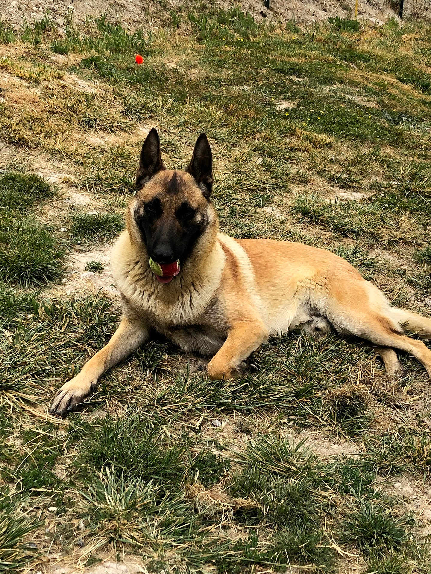 Raybon a rejoint le concours — aidez-le/la à gagner de superbes lots ! dog, belgian_malinois, grass, outdoor, pet, animal, playing, tennis_ball, lying_down, ears, mouth, tongue, nature, field, sunlight, canine, fur, relaxed, alert, daytime