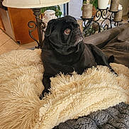 Parker is registered to the contest to win money with this photo: dog, pug, black_dog, blanket, fluffy, couch, living_room, lamp, plant, candles, fur, pet, indoor, cozy, furniture, curious, resting, home_decor, portrait, animal