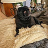 animal, black_dog, blanket, candles, couch, cozy, curious, dog, fluffy, fur, furniture, home_decor, indoor, lamp, living_room, pet, plant, portrait, pug, resting