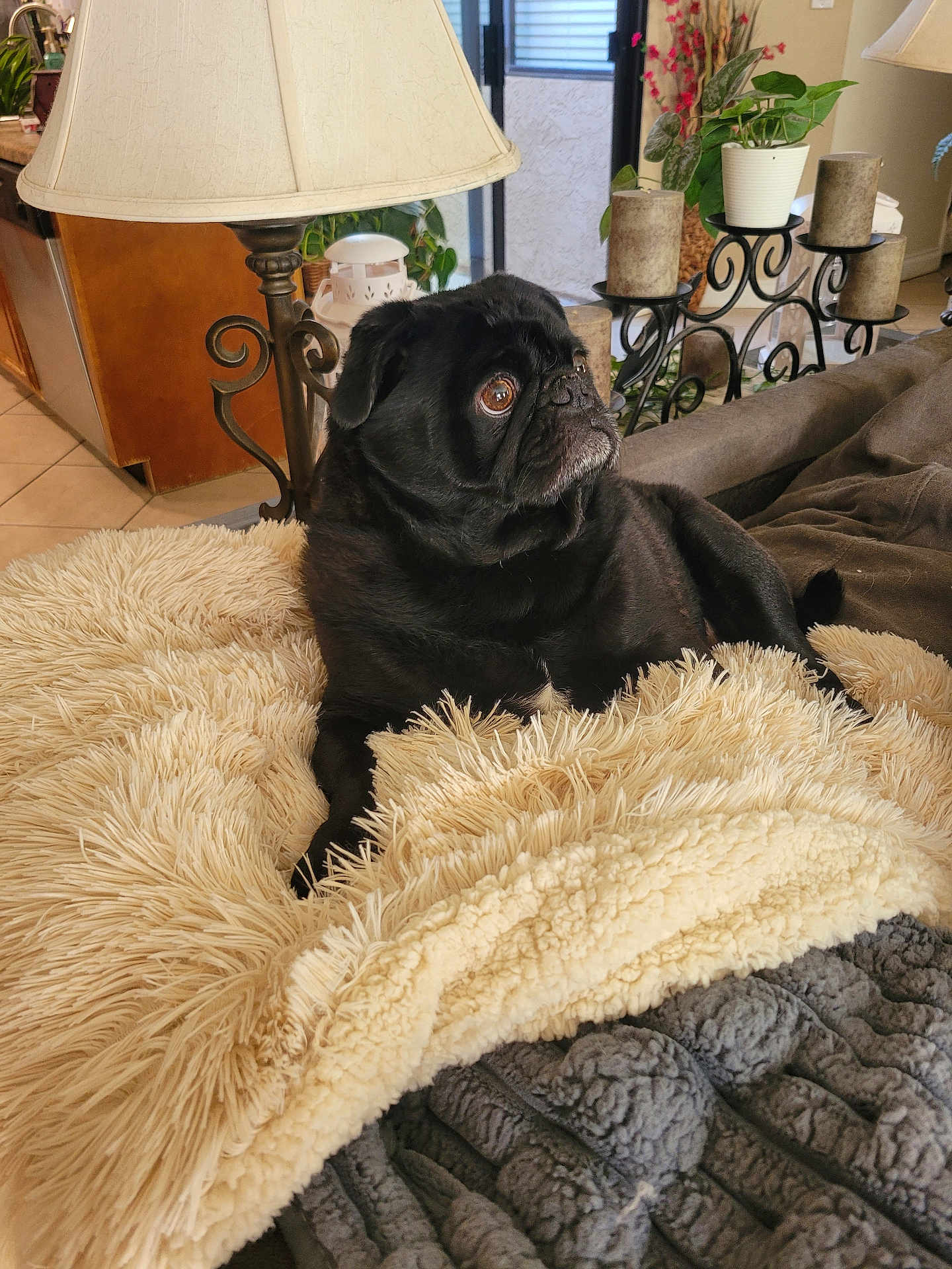 Parker is registered to the contest to win money with this photo: dog, pug, black_dog, blanket, fluffy, couch, living_room, lamp, plant, candles, fur, pet, indoor, cozy, furniture, curious, resting, home_decor, portrait, animal