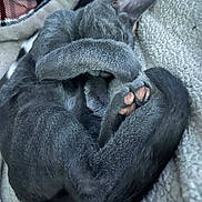 Smokey joined the competition — help win amazing prizes! animal, blanket, cat, cozy, curled_up, cute, domestic_animal, feline, fur, gray_cat, indoor, paw, pet, pink_paw_pads, relaxed, resting, sleeping, snuggled, soft, tail