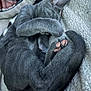 animal, blanket, cat, cozy, curled_up, cute, domestic_animal, feline, fur, gray_cat, indoor, paw, pet, pink_paw_pads, relaxed, resting, sleeping, snuggled, soft, tail