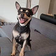 Toby a rejoint le concours — aidez-le/la à gagner de superbes lots ! dog, small_dog, happy, ears, couch, living_room, furniture, christmas_tree, decorations, shelf, indoor, pet, black_and_tan, smiling, tongue_out, home, canine, domestic_animal, animal, cute