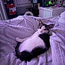 Snookie joined the competition — help win amazing prizes! bed, bedroom, blanket, cat, cat_tree, cozy, curtains, domestic_animal, fur, furniture, indoor, lamp, looking, pet, purple_light, relaxed, resting, shoebox, stack, window