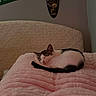 Snookie is registered to the contest to win money with this photo: animal, bed, blanket, cat, cozy, decor, fur, headboard, home, indoor, pennant, pet, pink, plaque, plush, quiet, resting, sleeping, wall, woven