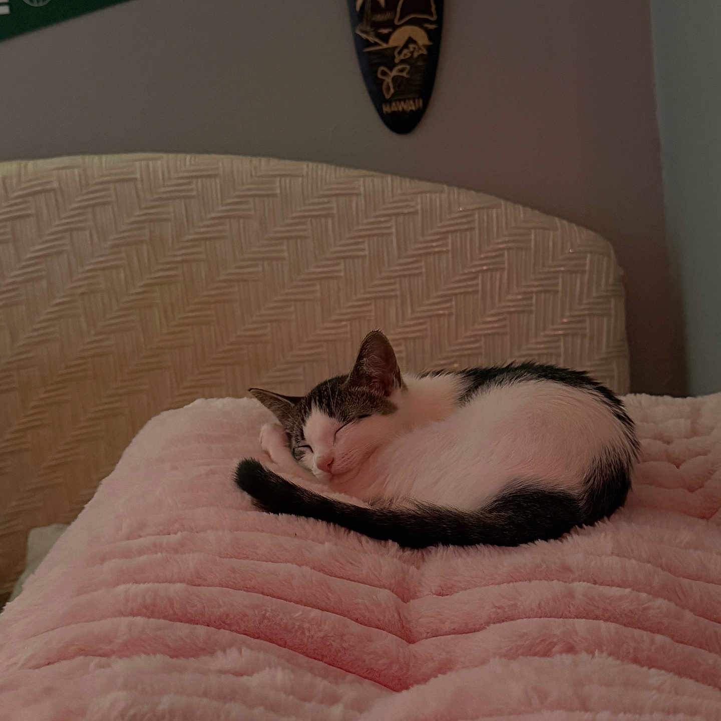 Snookie is registered to the contest to win money with this photo: animal, bed, blanket, cat, cozy, decor, fur, headboard, home, indoor, pennant, pet, pink, plaque, plush, quiet, resting, sleeping, wall, woven