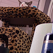 Snookie is registered to the contest to win money with this photo: animal, cat, cat_tree, close_up, cozy, cute, domestic_animal, ears, feline, fur, home, household, indoor, leopard_print, pet, relaxation, resting, sleeping, soft_texture, window_blinds