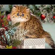Michael joined the competition — help win amazing prizes! adorable, animal, brown_fur, cat, christmas, cute, decorations, feline, fluffy, gift_box, greenery, holiday, indoor, kitten, nature, pet, portrait, red_berries, soft_fur, wide_eyes
