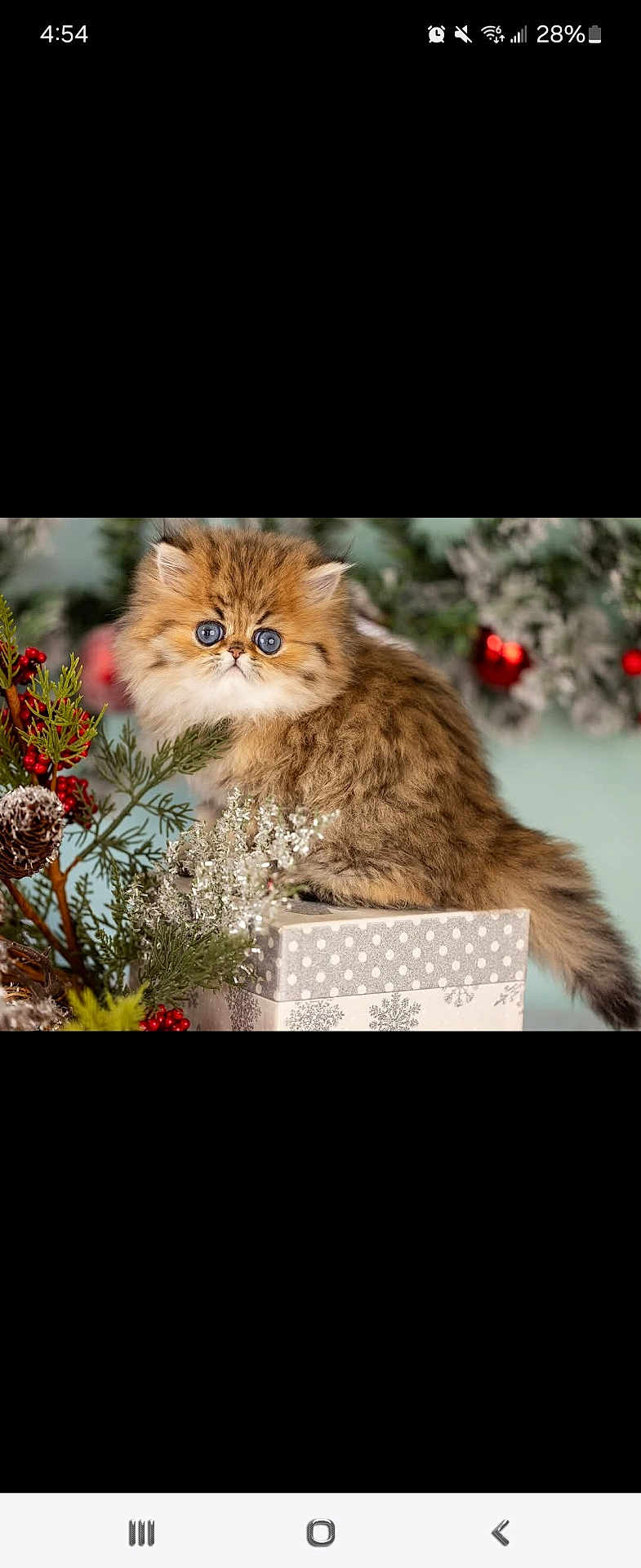 Michael joined the competition — help win amazing prizes! adorable, animal, brown_fur, cat, christmas, cute, decorations, feline, fluffy, gift_box, greenery, holiday, indoor, kitten, nature, pet, portrait, red_berries, soft_fur, wide_eyes