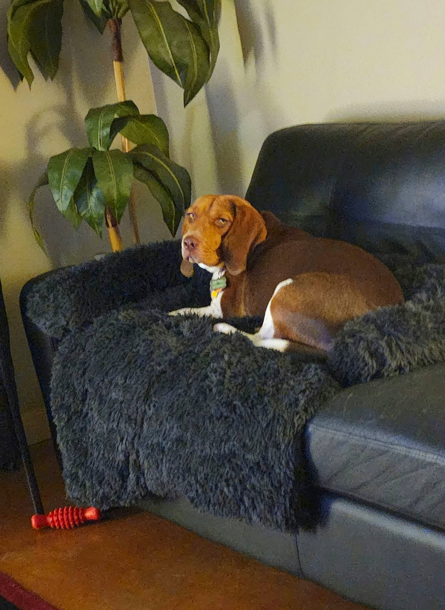 Hulk is registered to the contest to win money with this photo: carnivore, comfort, companion_dog, couch, dog, dog_breed, fawn, floor, flooring, furniture, hardwood, houseplant, liver, living_room, plant, studio_couch, tail, toy, wood, working_animal