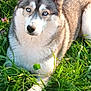 dog, husky, blue_eyes, grass, flowers, outdoor, animal, pet, nature, sunlight, fur, canine, mammal, greenery, relaxing, summer, portrait, cute, alert, lying_down