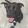 dog, black_dog, pet, animal, canine, happy, tongue_out, ears_up, amber_eyes, sitting, concrete_floor, boot, outdoor, close_up, looking_up, paw, face, fur, friendly, companion